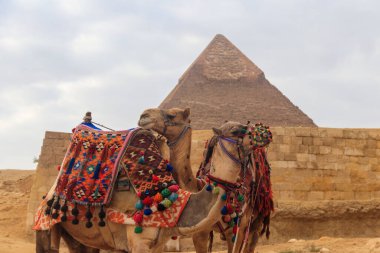 Giza üzerinde iki deve arka plan piramit