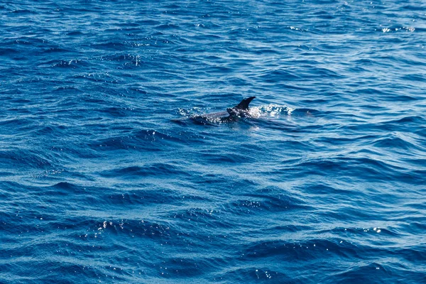 Delfines Nadando Mar Rojo — Foto de Stock