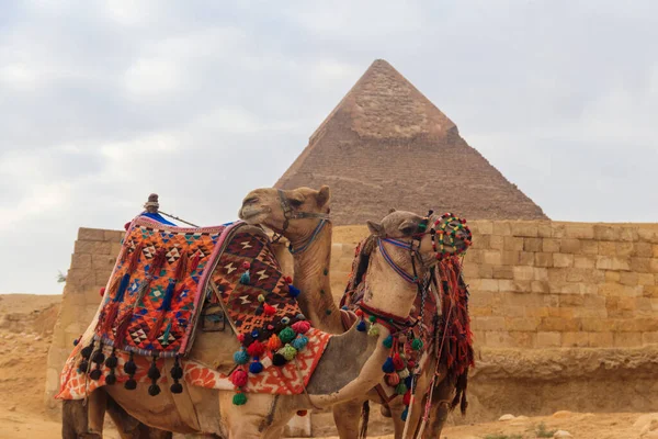 Dwa Wielbłądy Gizy Piramidy Tło — Zdjęcie stockowe