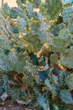 Kaktüs inciri (Opuntia) Bahçe