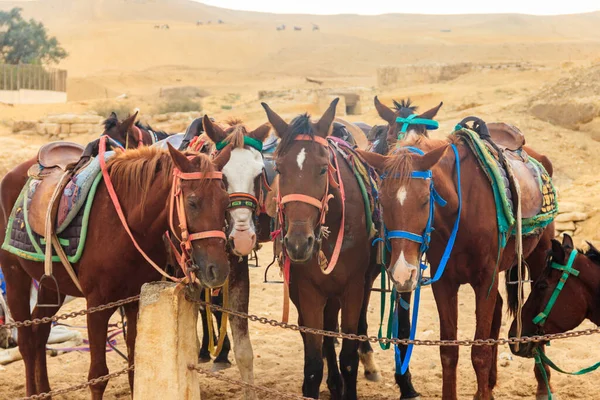 Cavalli Sellati Nel Deserto Arabo Egitto — Foto Stock