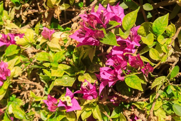 Piękne Kwiaty Bougainvillea Ogrodzie — Zdjęcie stockowe