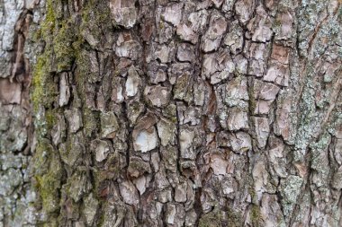 Ağaç kabuğu doku. Ahşap arka plan