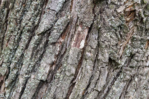 Tree Bark Textur Trä Bakgrund — Stockfoto