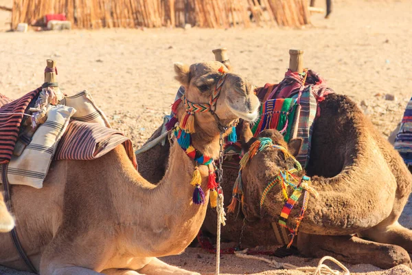 Cammelli Con Sella Beduina Tradizionale Nel Deserto Arabo Egitto — Foto Stock