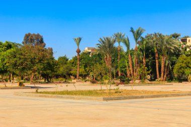 Mısır 'ın Luxor kentindeki Karnak tapınağının yakınındaki şehir meydanında palmiye ağaçları