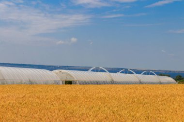 Sebze yetiştirmek için plastik bir sera olarak Polietilen tünel