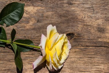 Kırsal arka planda güzel sarı bir gül