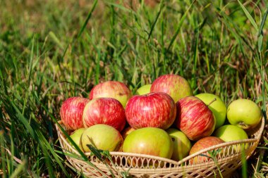 Yeşil çimenler üzerinde sepet taze olgun elma. Hasat konsepti