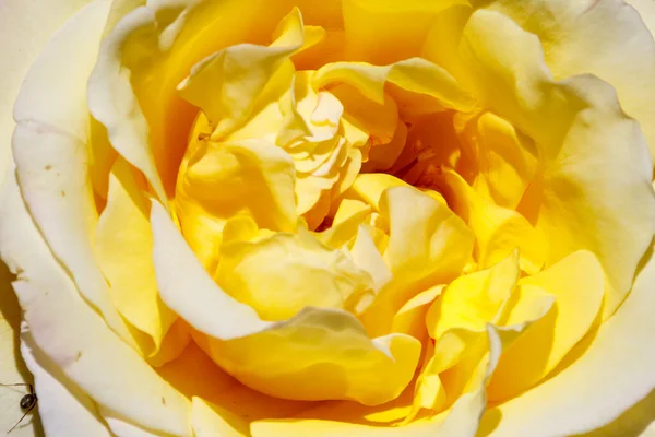 Nahaufnahme Der Schönen Gelben Rose — Stockfoto