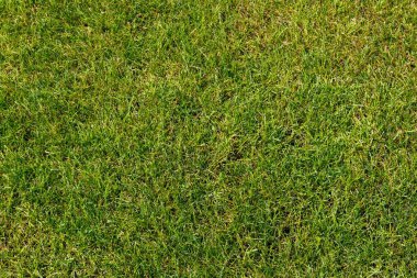 yeşil çimen dokusu arkaplanı