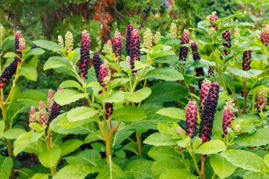 Pokeweed (Phytolacca acinosa) bir bahçede mor böğürtlen ve yeşil yaprak ile