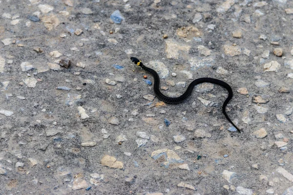 Serpiente Hierba Pequeña Natrix Natrix Carretera Asfaltada —  Fotos de Stock