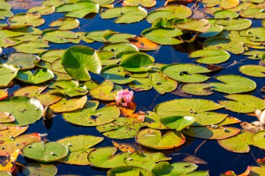 Gölde pembe su zambağı (Nymphaea)