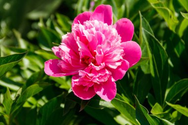 Bahçede pembe şakayık