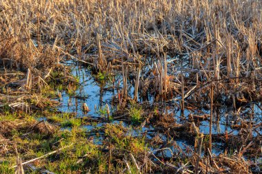 Baharda çimenli bir sulak arazi manzarası