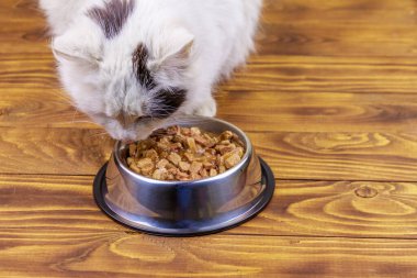 Sevimli kedi ahşap zemin üzerinde metal kase onun gıda yeme