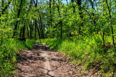 Baharda yeşil bir ormanda toprak yol
