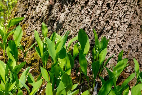 Lily Valley Convallaria Majalis Λευκά Άνθη Στο Δάσος Την Άνοιξη — Φωτογραφία Αρχείου