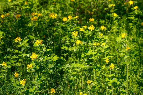 Blommor Gul Celandine Skogen Chelidonium Majus Vanligen Känd Som Större — Stockfoto