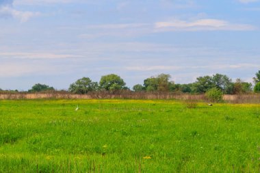 Yeşil çayır, gökyüzü ve ağaçlarla kaplı bahar manzarası