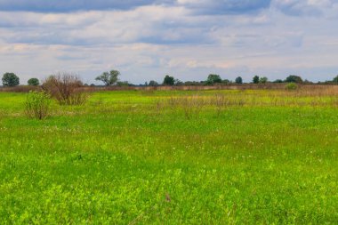 Yeşil çayır, gökyüzü ve ağaçlarla kaplı bahar manzarası