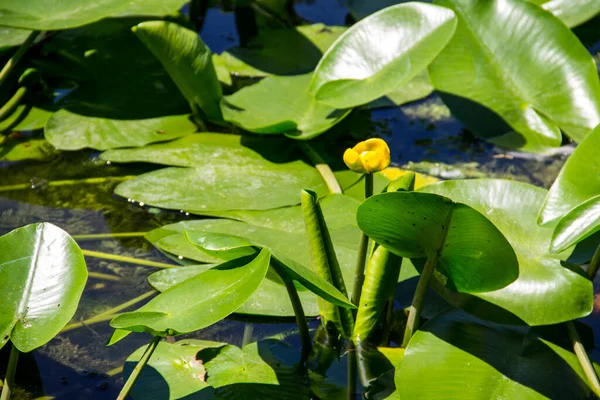 Flores Agua Amarilla Nuphar Lutea Lago — Foto de Stock