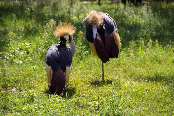 Två Grå Krönt Crane Balearica Regulorum Grönt Gräs — Stockfoto