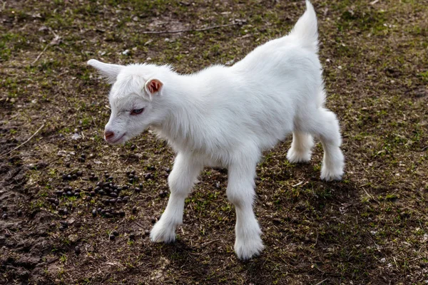 Chevre Nouveau Nee A La Ferme Portrait De Bebe Chevre Nourrisson Pelouse Stock Photo Chevre Nouveau Nee A La Ferme Portrait De Bebe Chevre Nourrisson Pelouse Stock Photo
