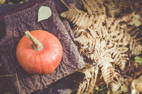 Kabak katlanmış yün ceketler