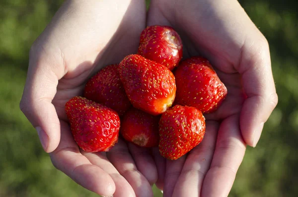 Kızın elinde taze çilek