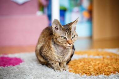 Yoksun Rex purebred yerli kedi