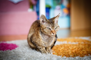 Yoksun Rex purebred yerli kedi