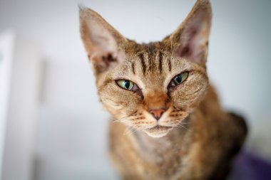 Yoksun Rex purebred yerli kedi