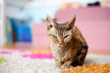 Yoksun Rex purebred yerli kedi