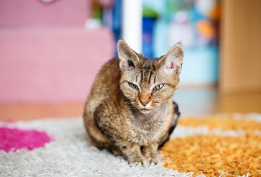 Yoksun Rex purebred yerli kedi