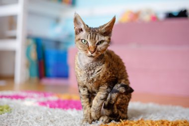 Yoksun Rex purebred yerli kedi