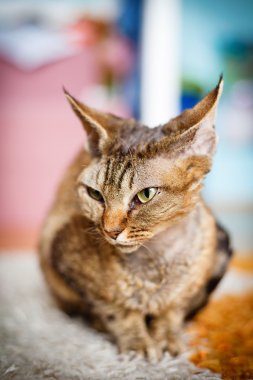 Yoksun Rex purebred yerli kedi