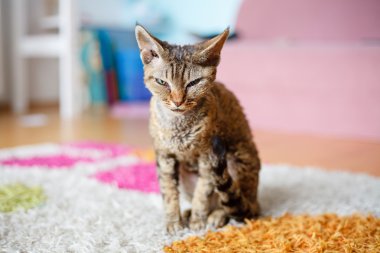 Yoksun Rex purebred yerli kedi