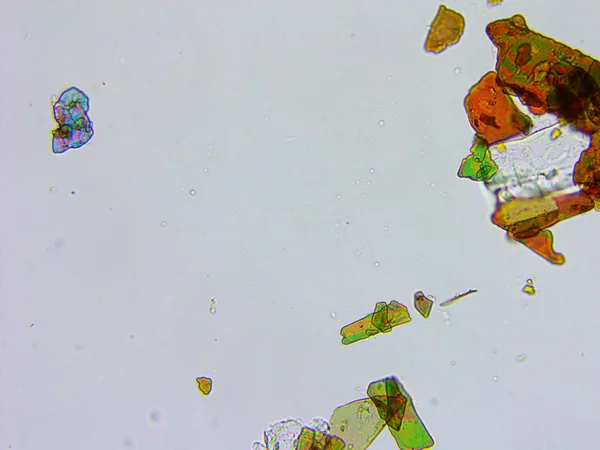 Bir göz farı mikroskobik görünümü — Stok fotoğraf