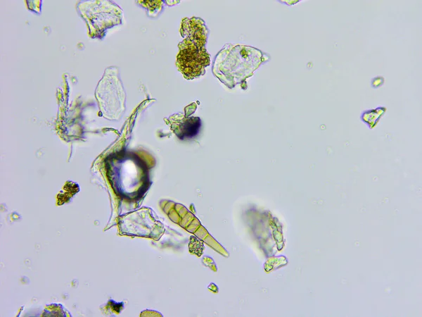 Toz ve mikroorganizmaların mikroskobik görünümü — Stok fotoğraf