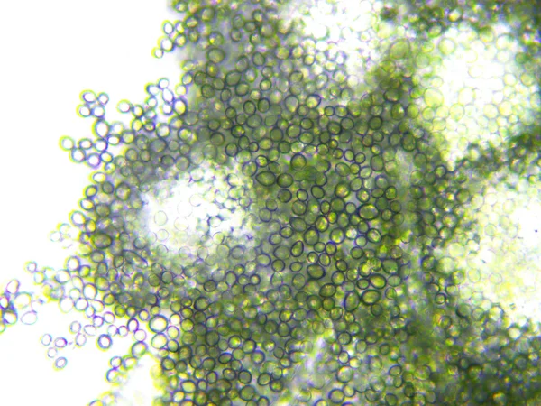 Kalıp mikroskobik görünümü, arkadan aydınlatmalı tekniği — Stok fotoğraf