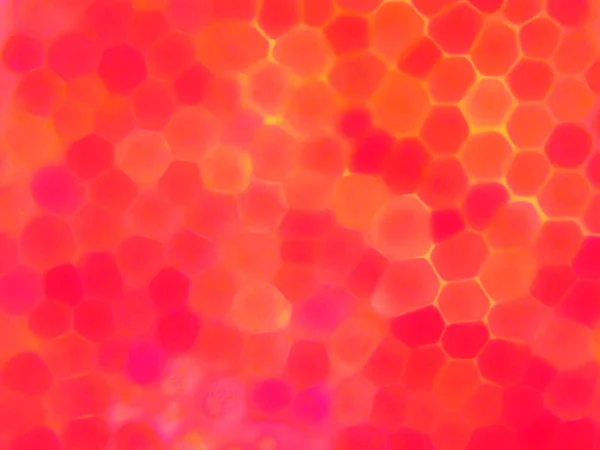 Piros rózsaszirom mikroszkópos megtekintése — Stock Fotó
