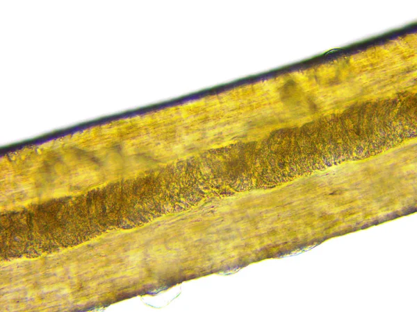 Микроскопическое изображение ресниц человека — стоковое фото
