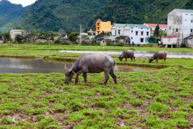 Kırsal, kırsal alanlarda, bufalo sahada otlatma