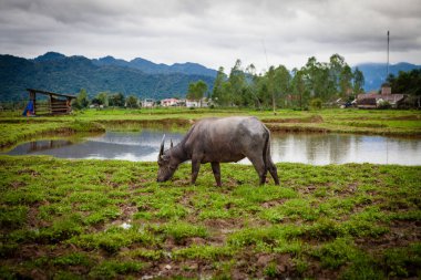 Kırsal, kırsal alanlarda, bufalo sahada otlatma