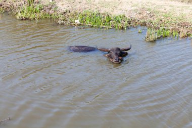 İnek banyo küçük sulama kanalı alır.