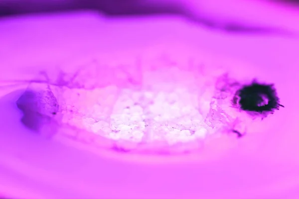 Extremes Makro aus rosa Achatscheiben-Mineral, abstrakter Hintergrund — Stockfoto