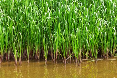 Yeşil nehir kıyısında bush