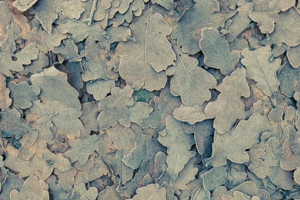 Donmuş yaprak çift tonlu arka plan
